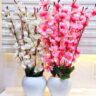 Real PBR Artificial Flowers for Decoration with Pot, Home Decor, Office Decor, Multicolor Cherry Blossom Artificial Flower  with Pot??(50 cm, Pack of 2, Flower with Basket)